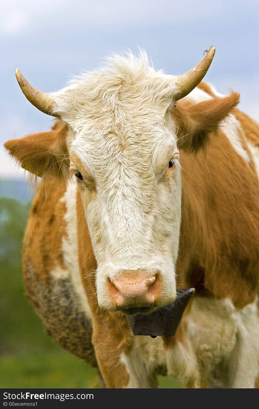 Cow