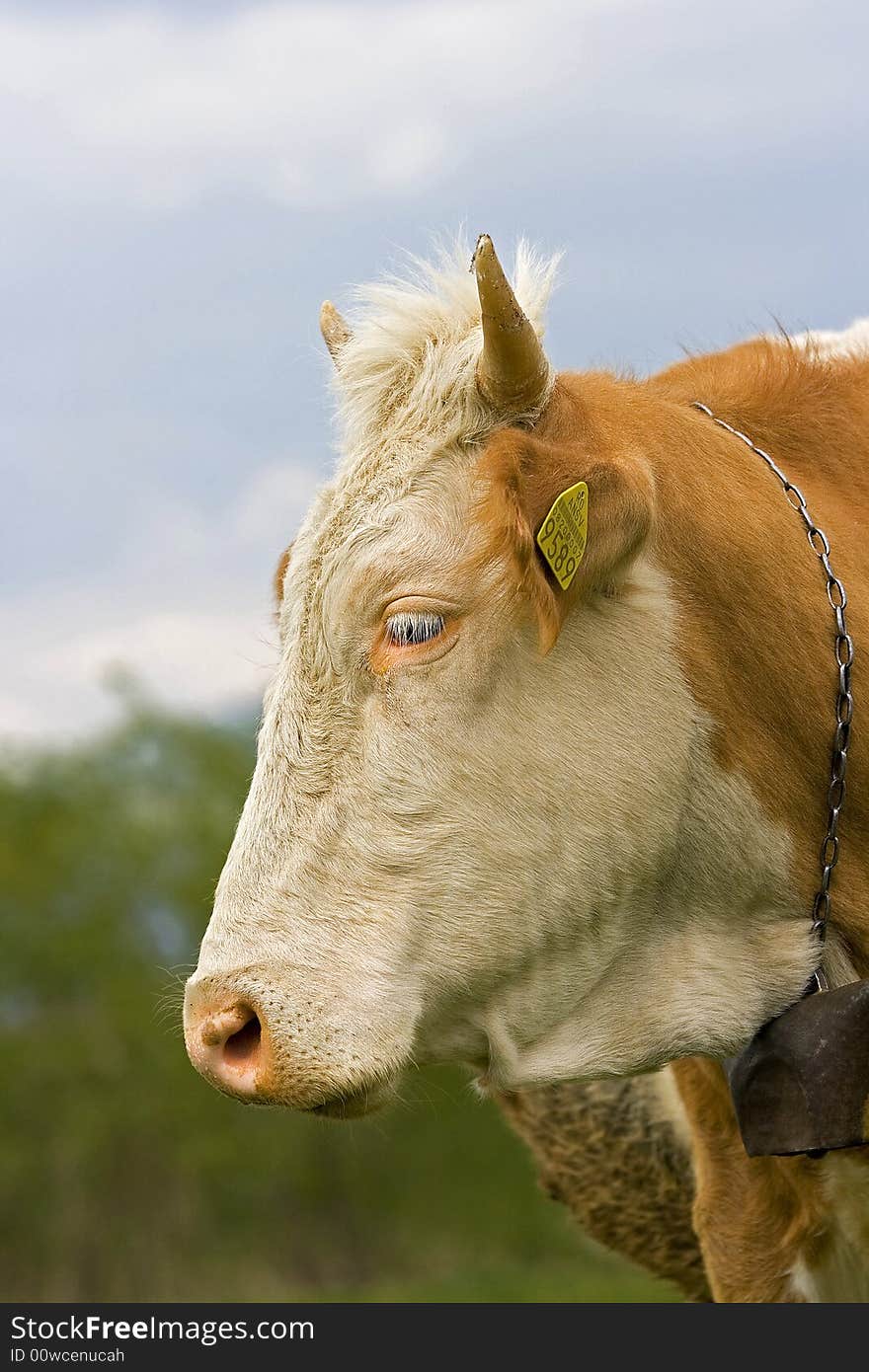 Cow