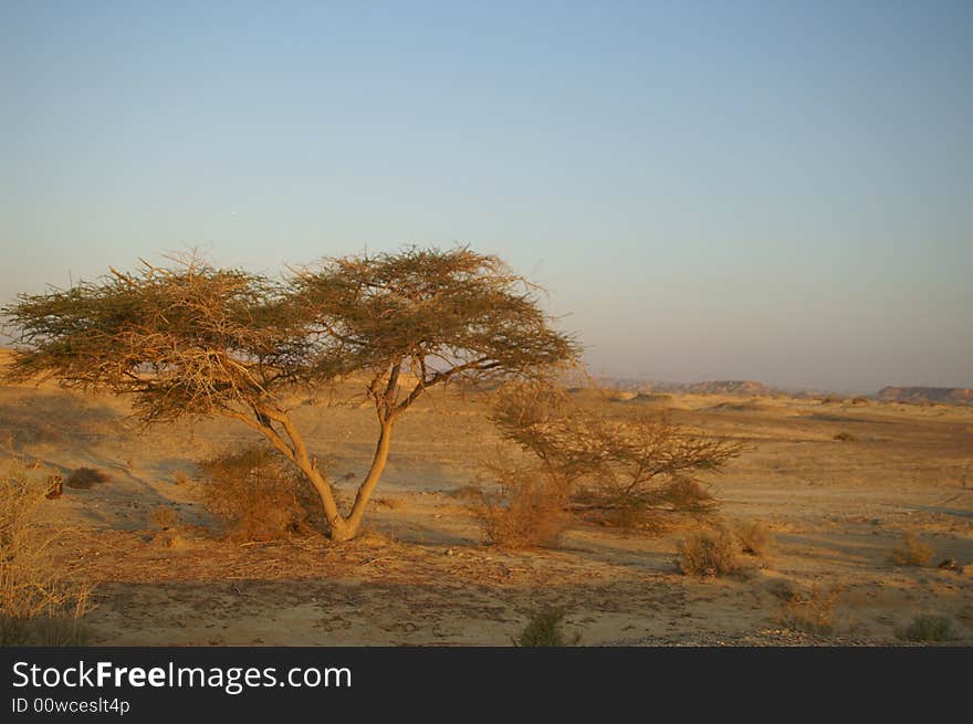 Desert landscape