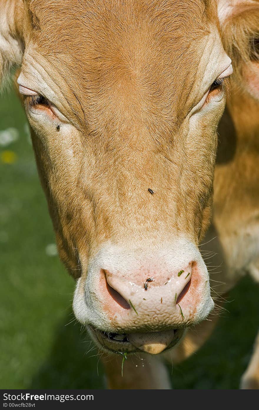 Cow