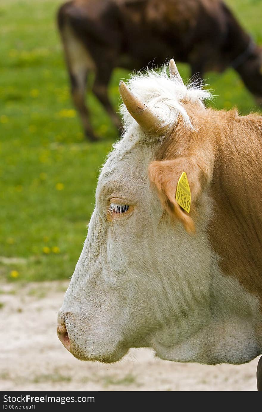 Cow