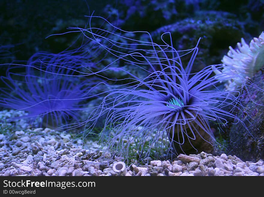 Underwater Plant