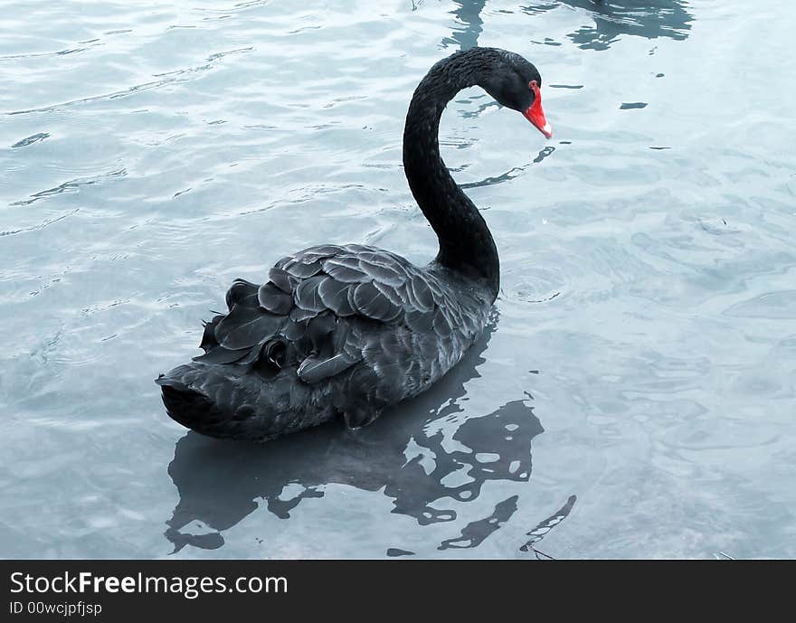 Black swan swimming in the lake water