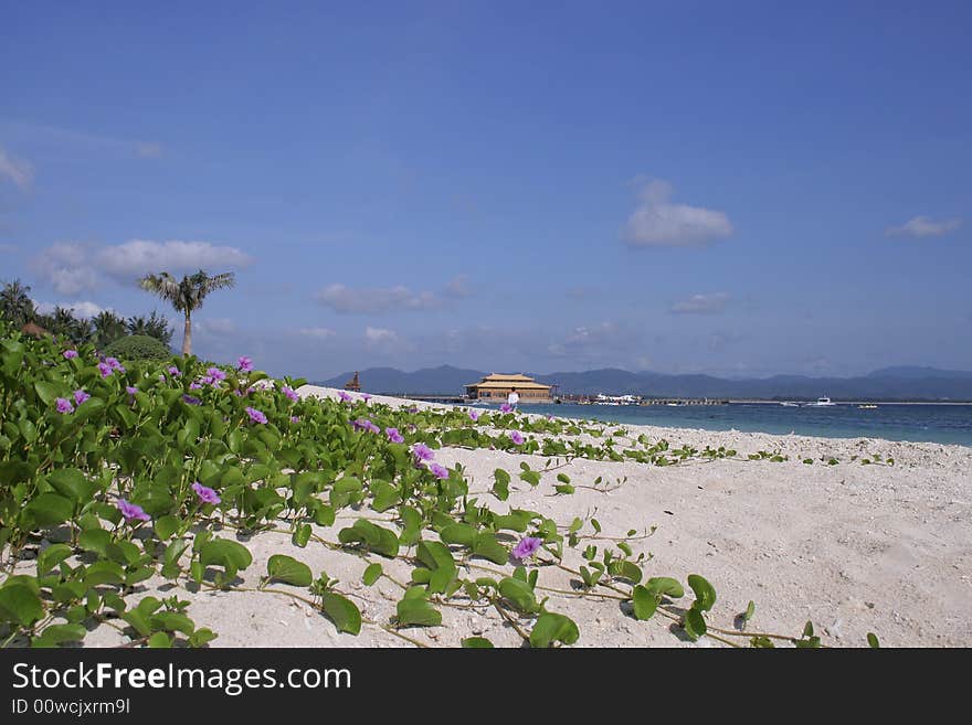 Veneral flower facing the ocean