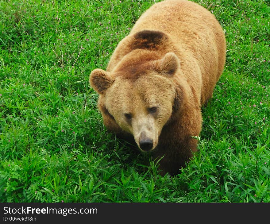 Close shoot of bear walking in bushes. Close shoot of bear walking in bushes