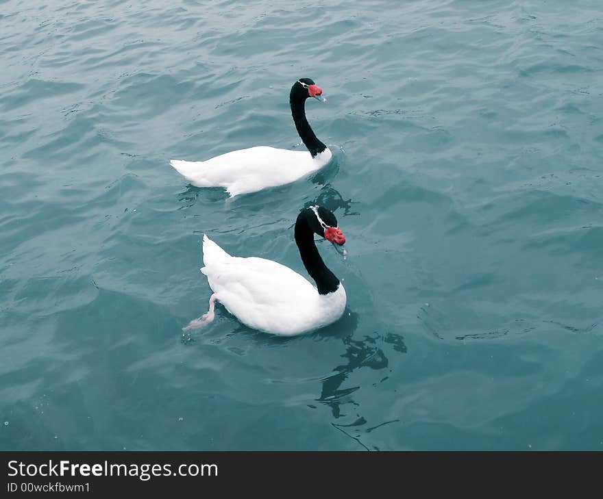 Black necked swan couple swimming in the lake water