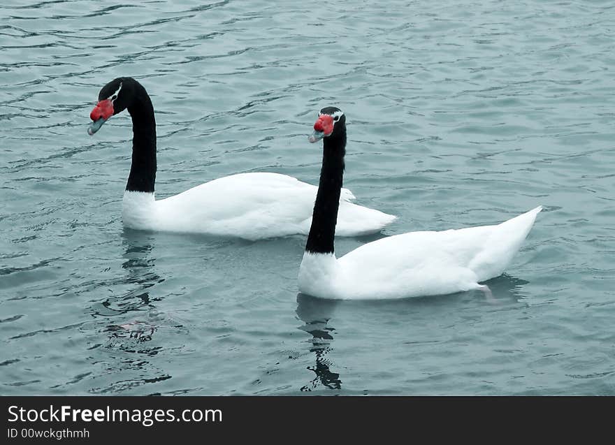 Black necked swan couple swimming in the lake water