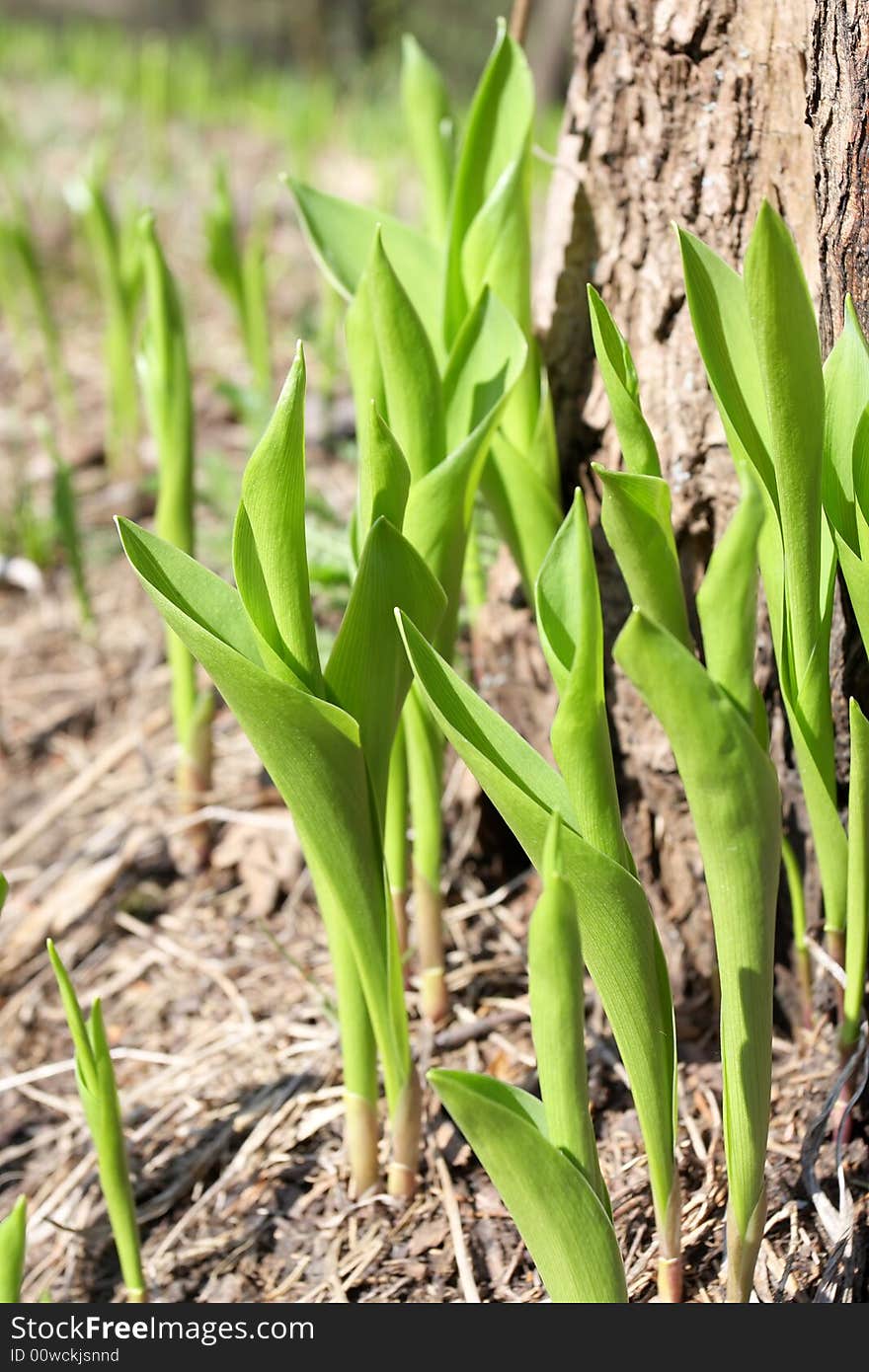 Young Green spring grass