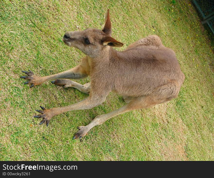 Kangaroo on grass