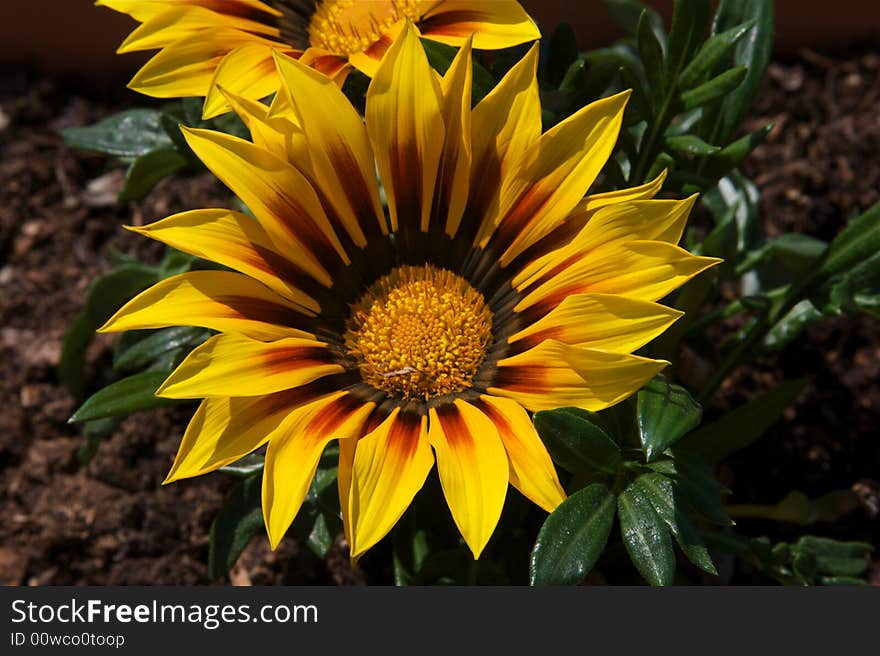 Yellow Flower