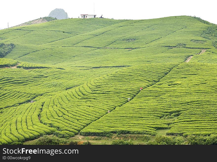 There is a house in the top of the tea hill.