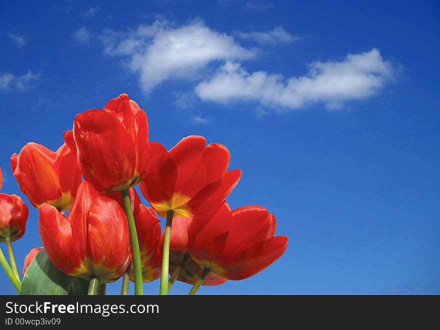 Tulips And Clouds