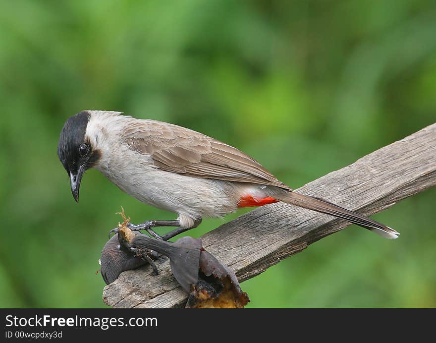 Bird on wooden