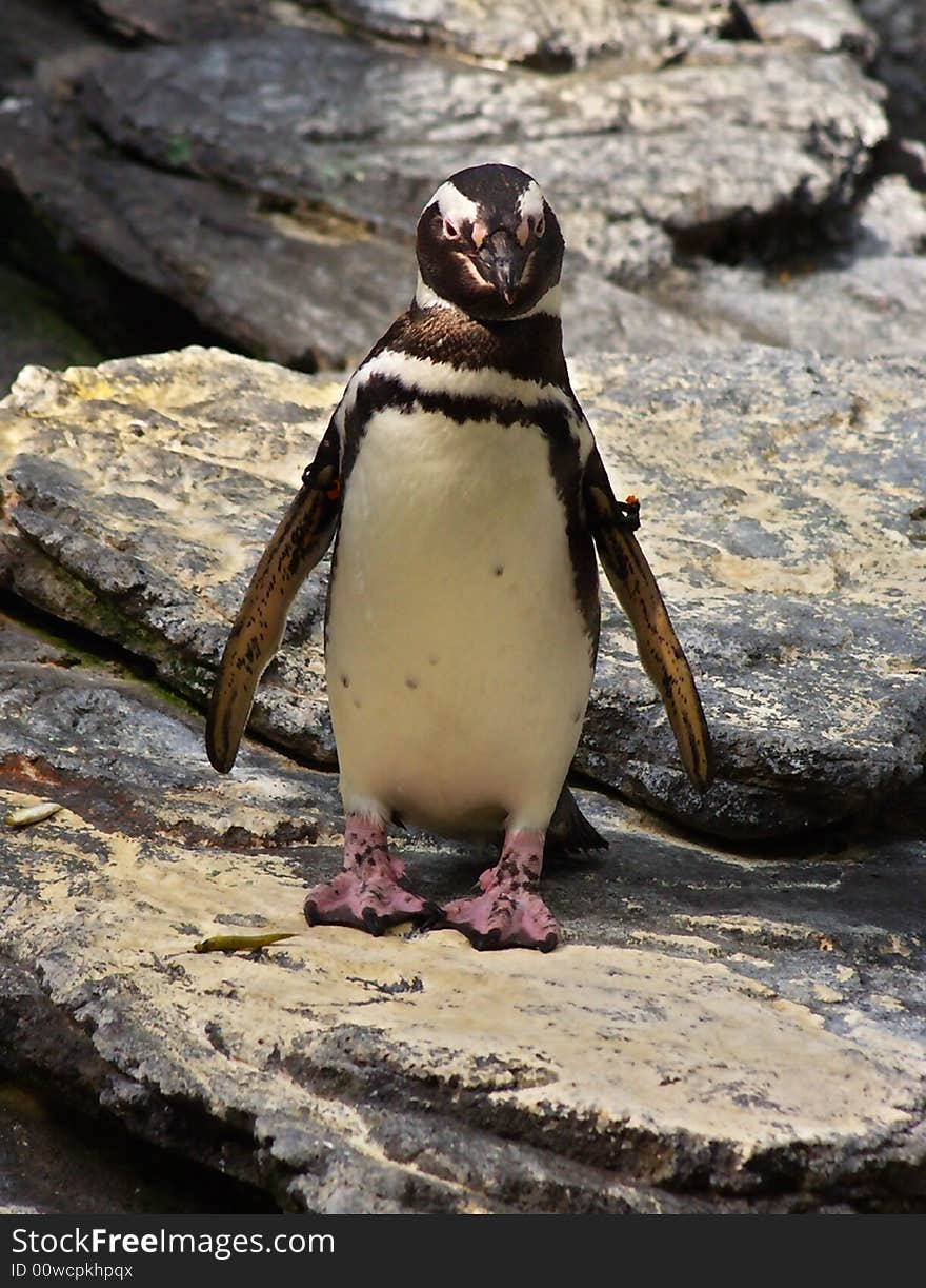 A portriat penguin on some rocks