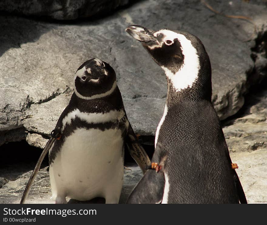 A close up shot of two Penguins