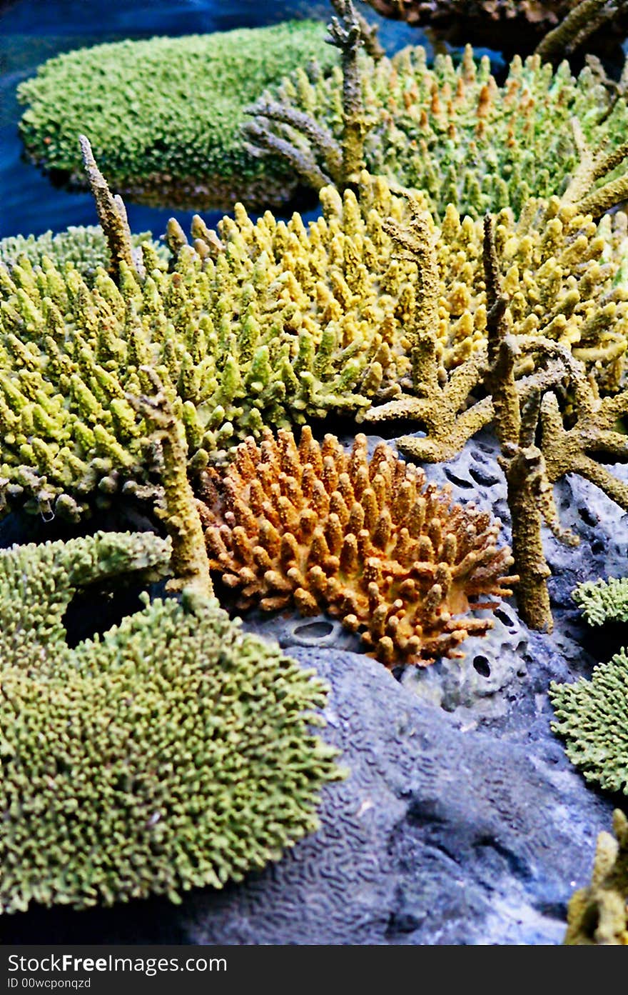 A beautiful and colourful coral reef. A beautiful and colourful coral reef