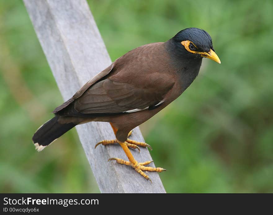 Common Myna. very striking looking bird, always looks well groomed, body and wings a dark brown, black head with bright yellow cheeks and beak, the eyes are fascinating, having a circle of shiny spots surrounding the iris. Common Myna. very striking looking bird, always looks well groomed, body and wings a dark brown, black head with bright yellow cheeks and beak, the eyes are fascinating, having a circle of shiny spots surrounding the iris.