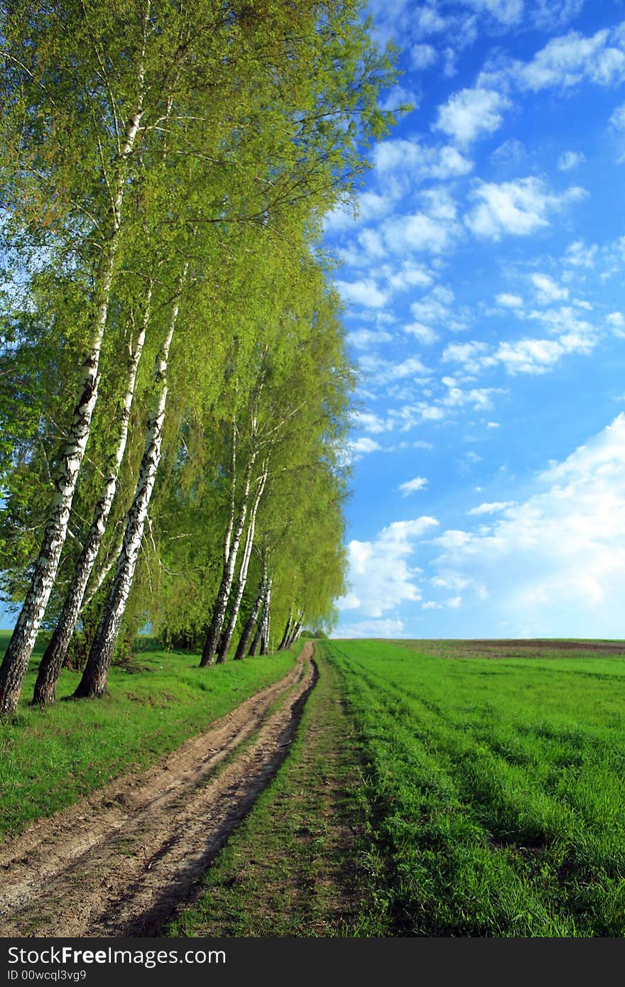 A lane in a field and birches along it