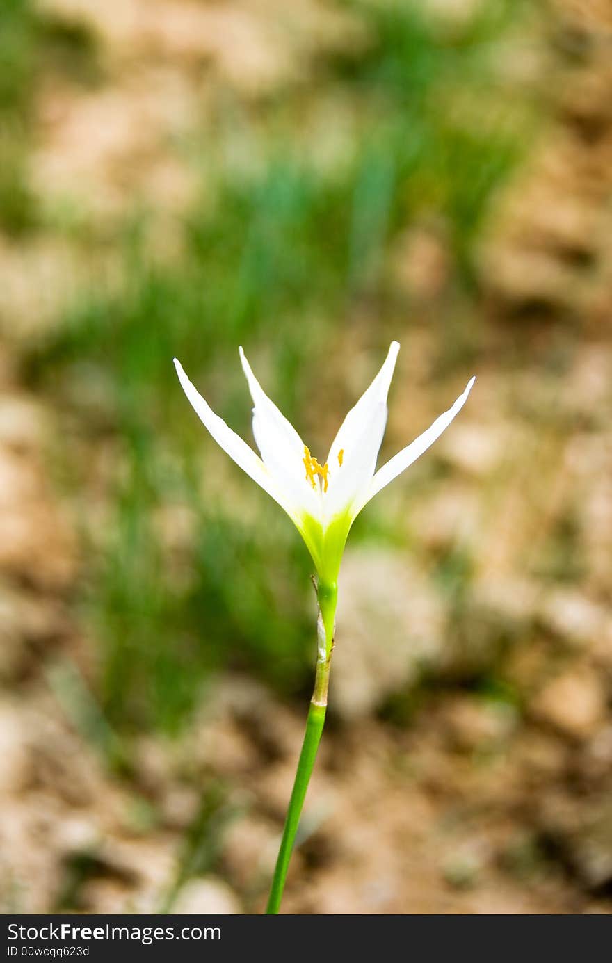 Small white flower in a garden