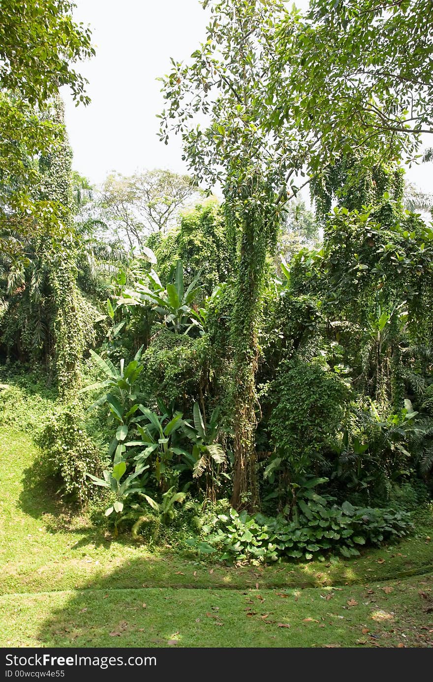 Dense jungle with green foliage