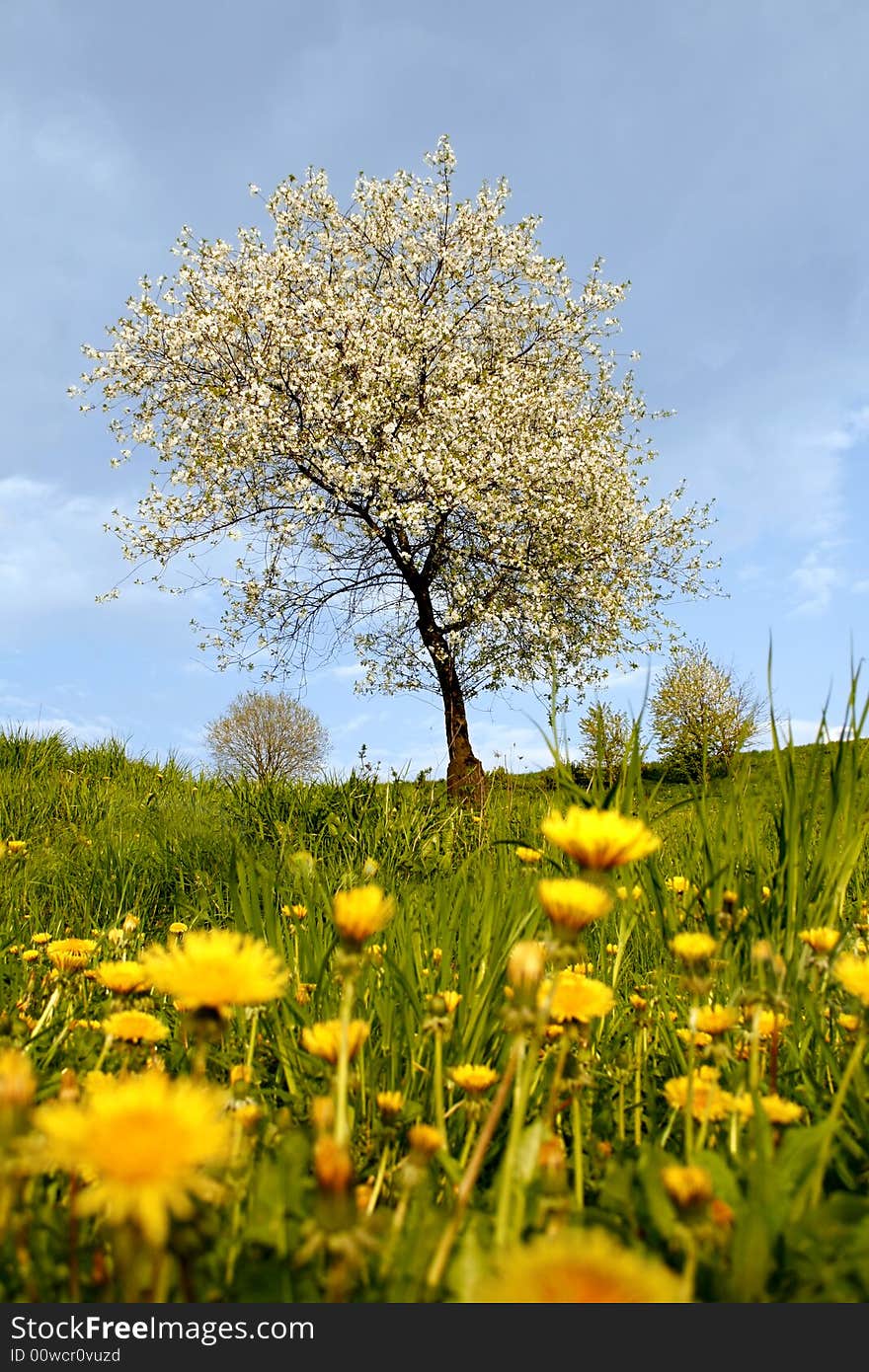 Blooming cherry