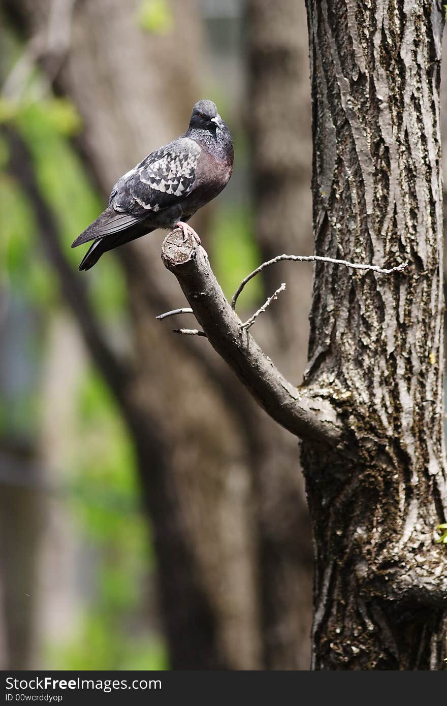 Pigeon On The Branch.