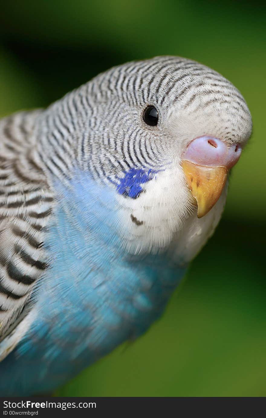 A close up shot of Parrot