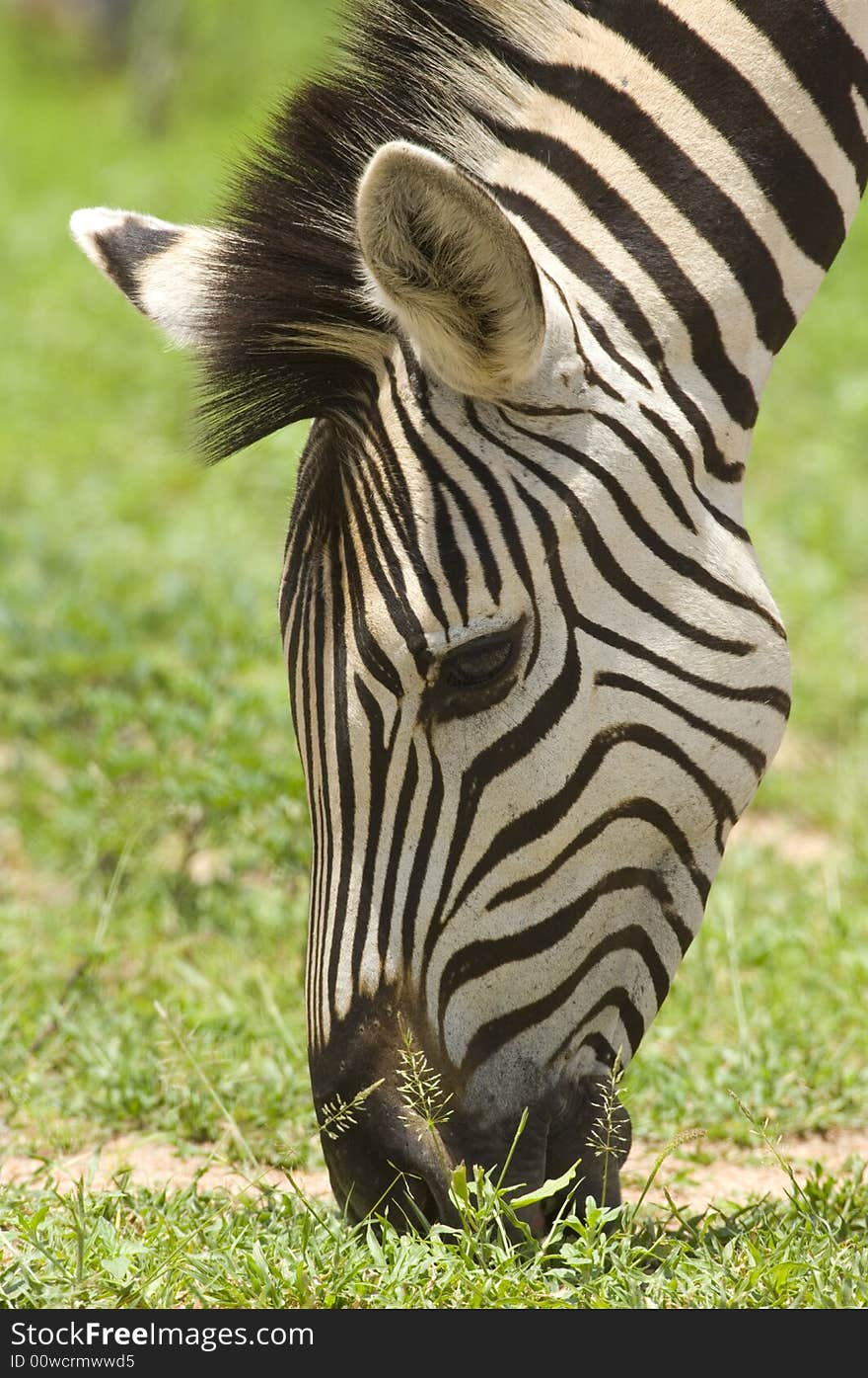 Zebra having a lunch - South Africa