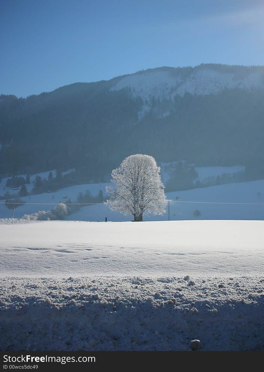 Tree in snow