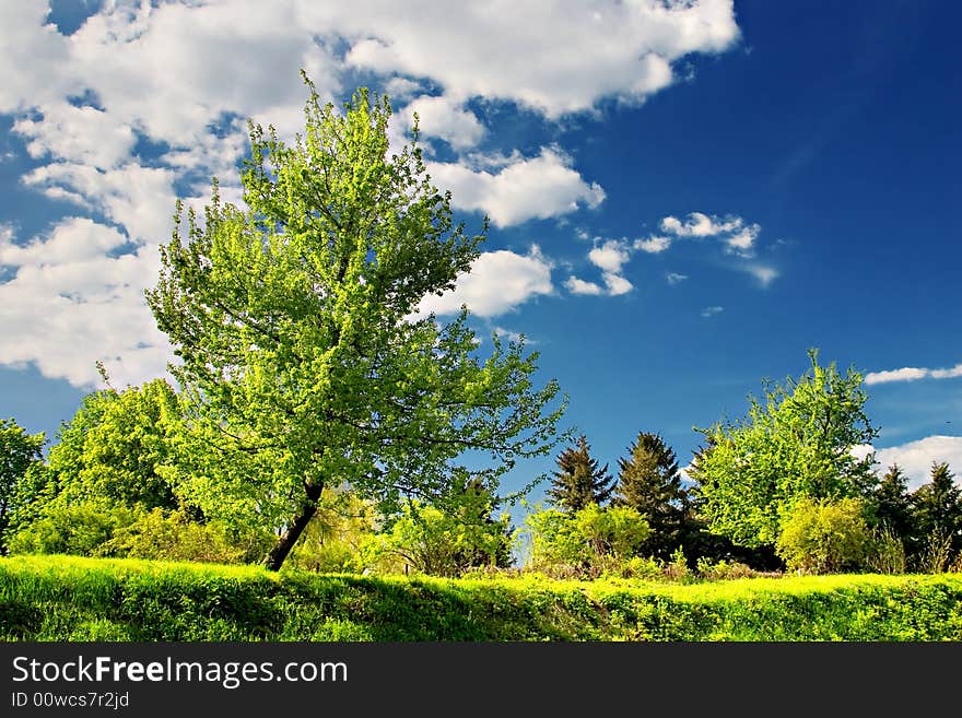 Summer landscape. Green trees on blue sky background