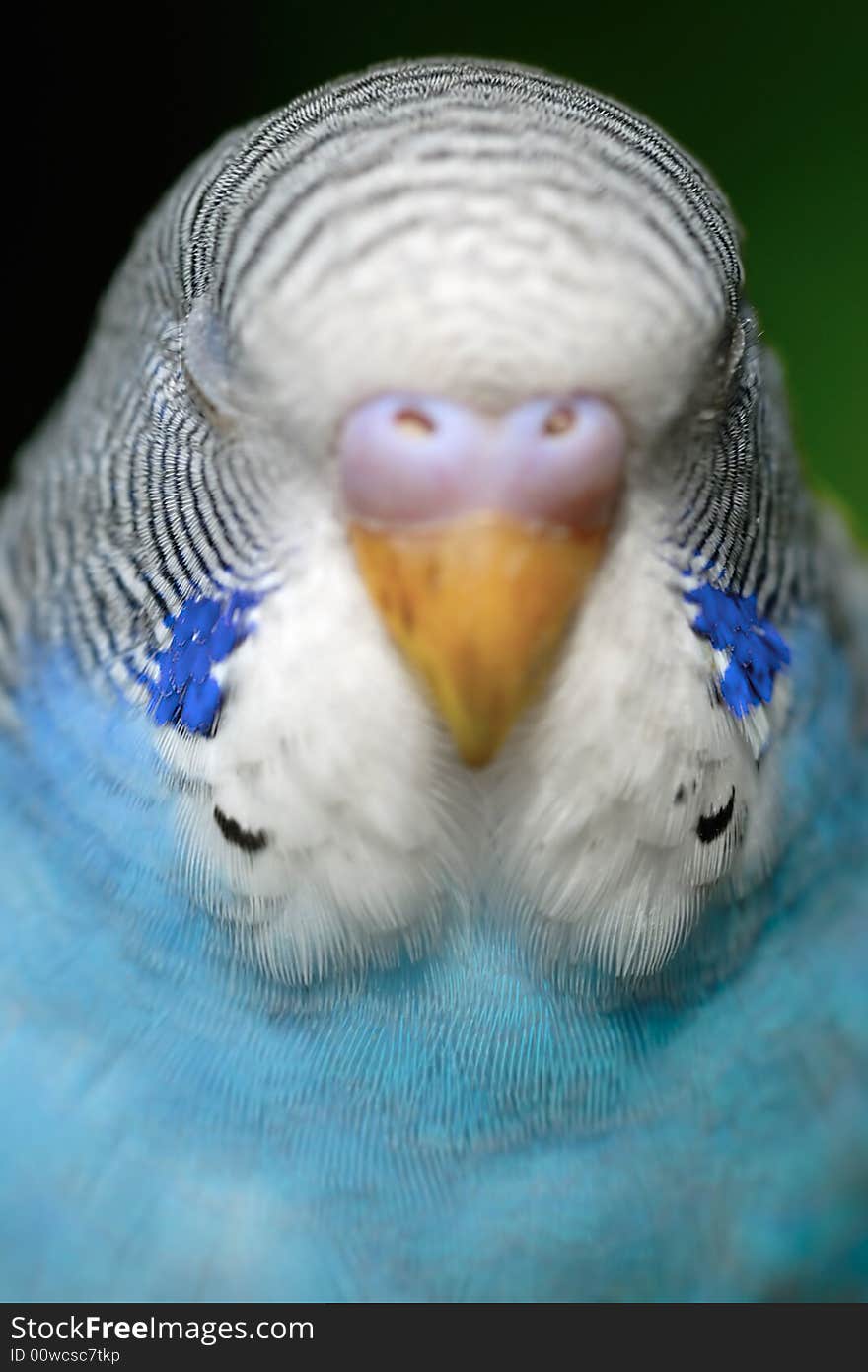 A close up shot of Parrot