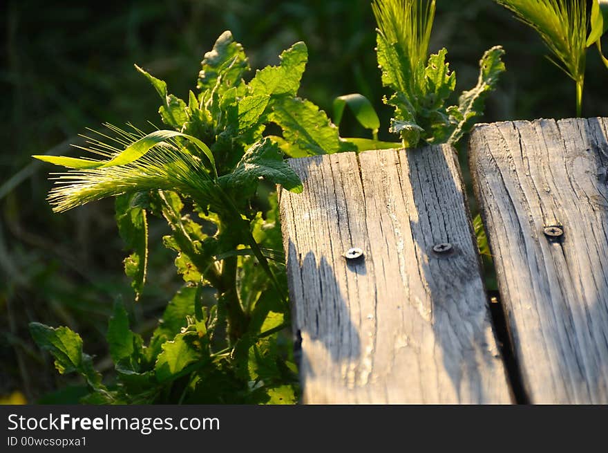 An Agrestic scene with an old ruined wooden table and some herbes and plants. An Agrestic scene with an old ruined wooden table and some herbes and plants