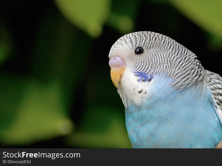 A close up shot of Parrot