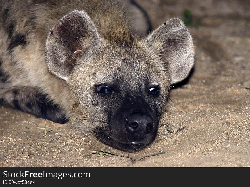 Young hyena taking a rest - South Africa