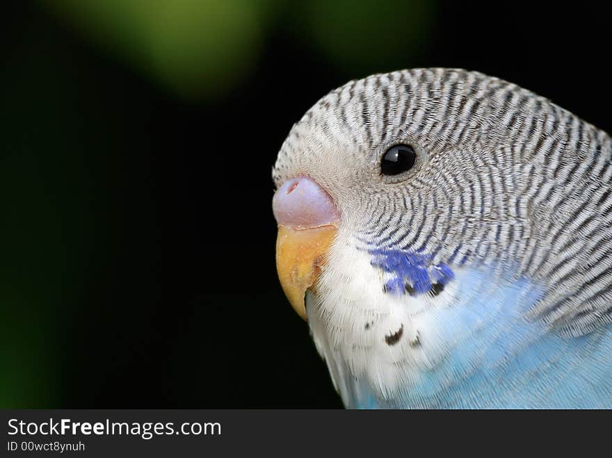 A close up shot of Parrot