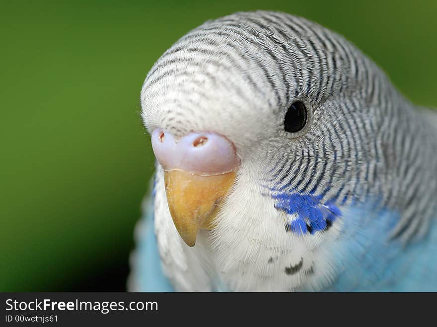 A close up shot of Parrot