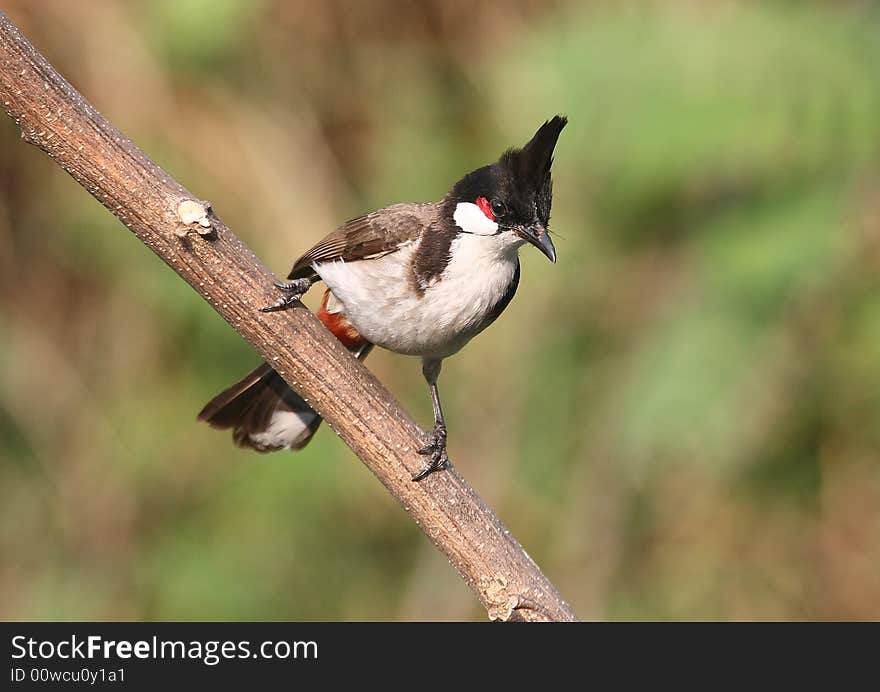 Bird on tree branch