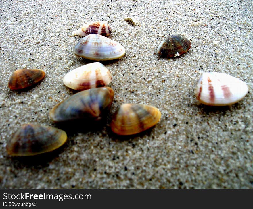 Cockle Shells On The Beach