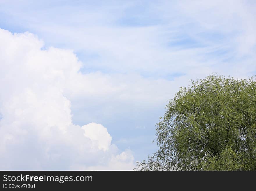 Spring time - green tree on blue sky