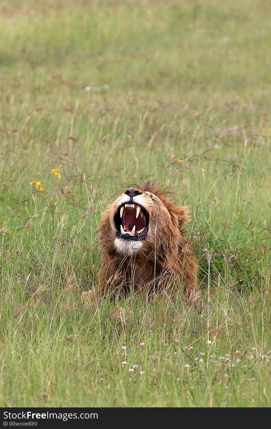 Lion roaring in the Ngorongoro crater Tanzania