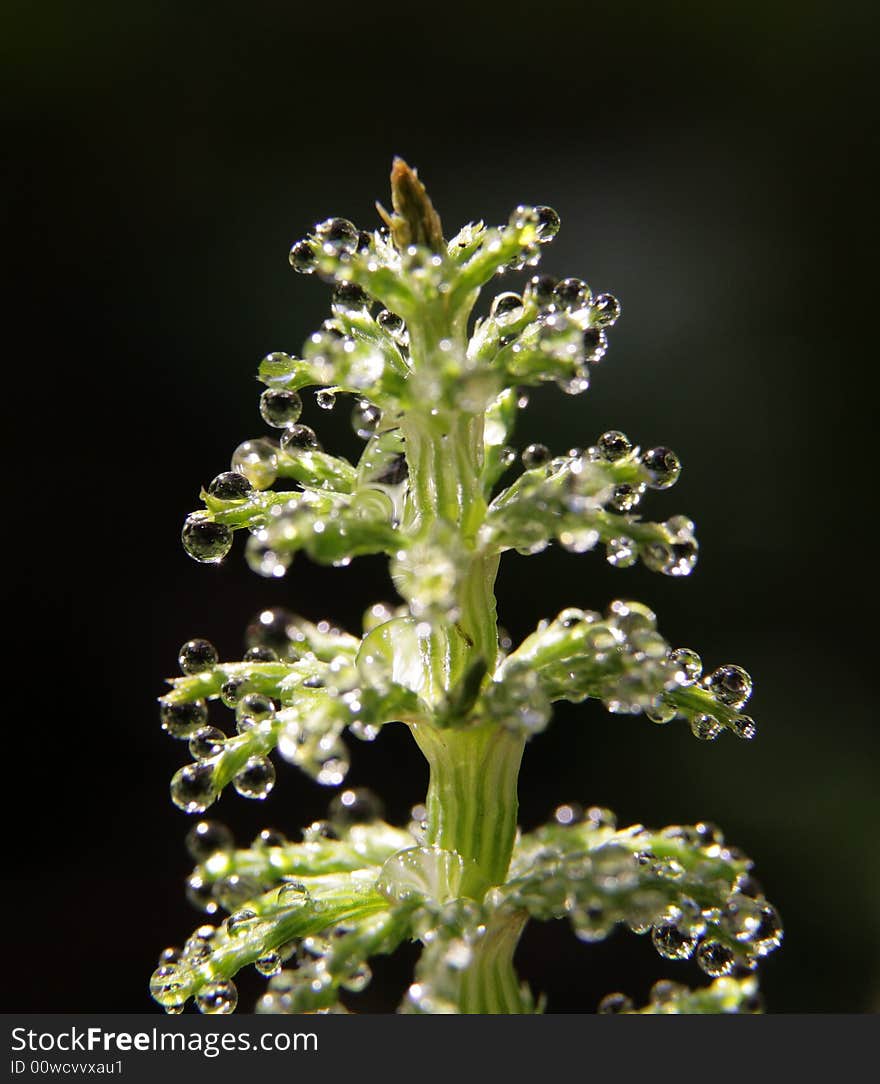 Water drops on green flower. Water drops on green flower