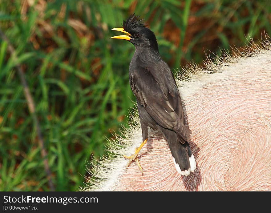 White-vented Myna, black bird, with white wing vents and tail tips, sports a splayed feather crest at start of yellow crow like beak, yellow legs. White-vented Myna, black bird, with white wing vents and tail tips, sports a splayed feather crest at start of yellow crow like beak, yellow legs.