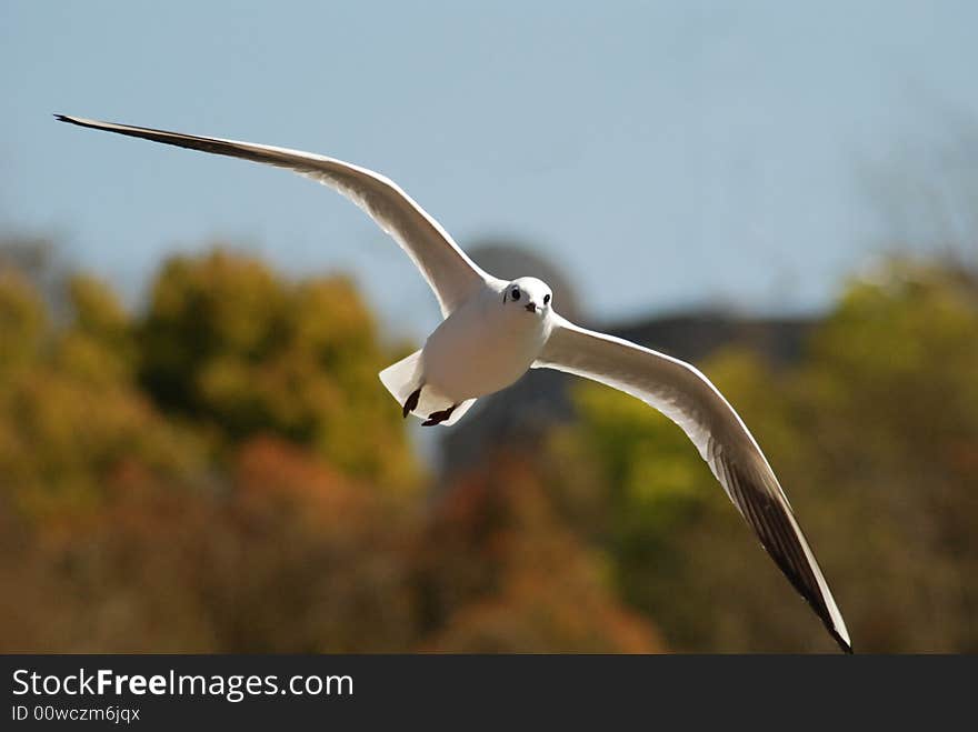 In Chinese yunnan the kunming green jade lake, the winter will have every year tens of thousands of hooded gulls to fly from Siberia. The hooded gull has fallen in love with the green jade lake, treats as the friend there person gate.