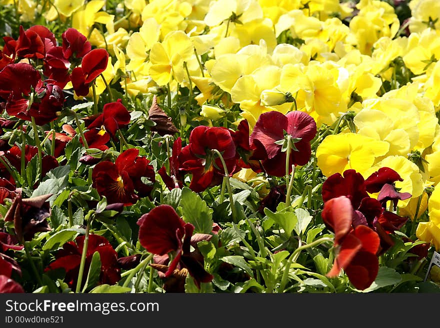 Colorful spring flowers as a background. Burgundy and yellow pansies.