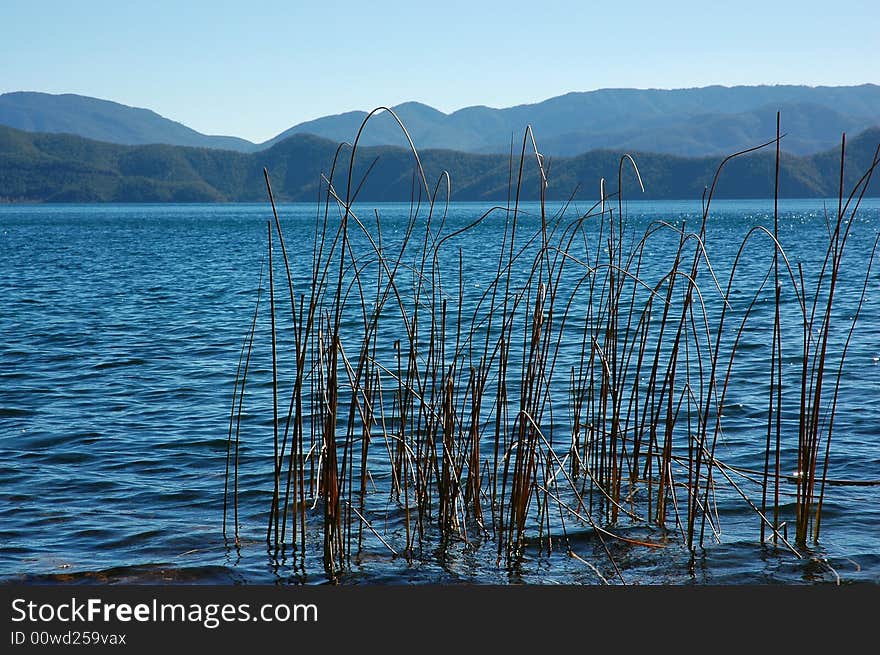 Reed in the lake