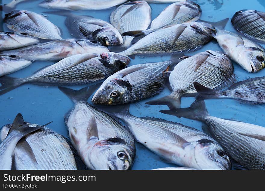 Fresh fish at the market