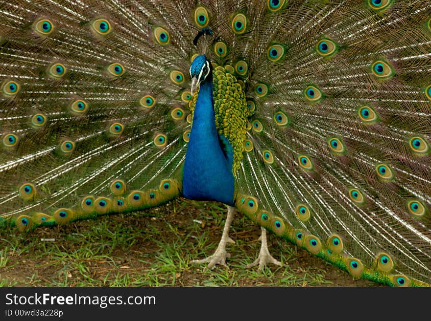 Peacock