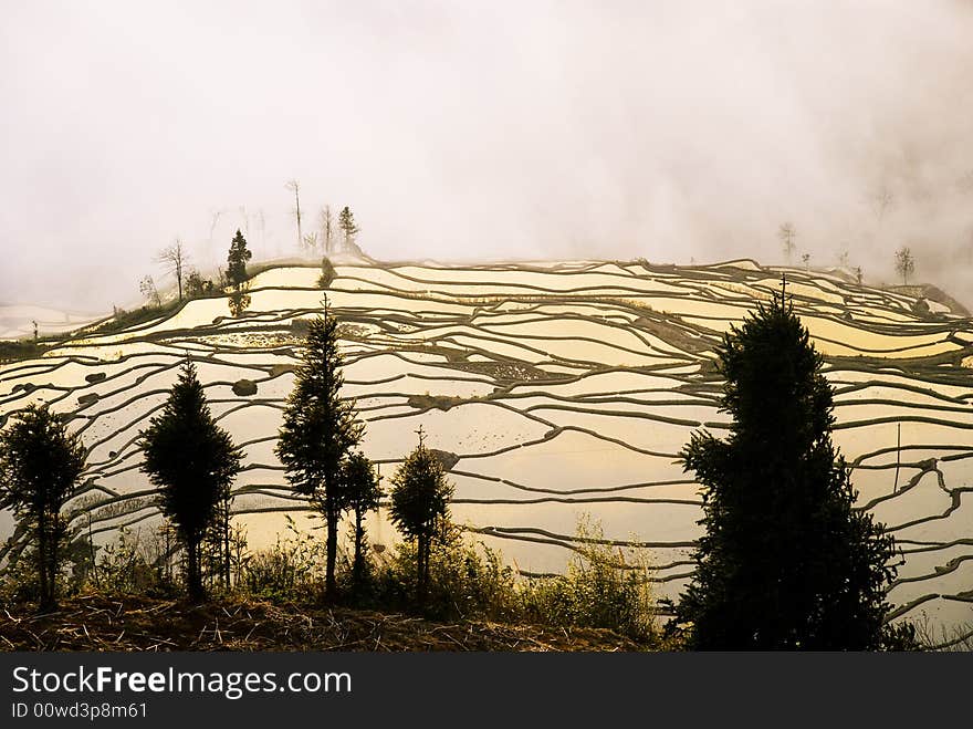 Yuanyang ladder field