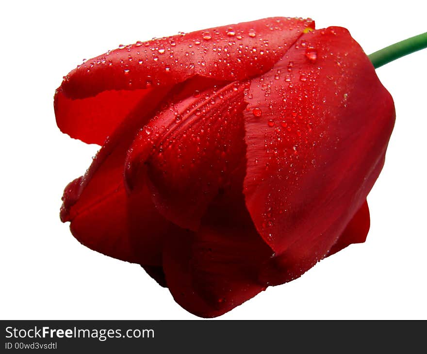 Red tulip with rains' drops on it in the white background