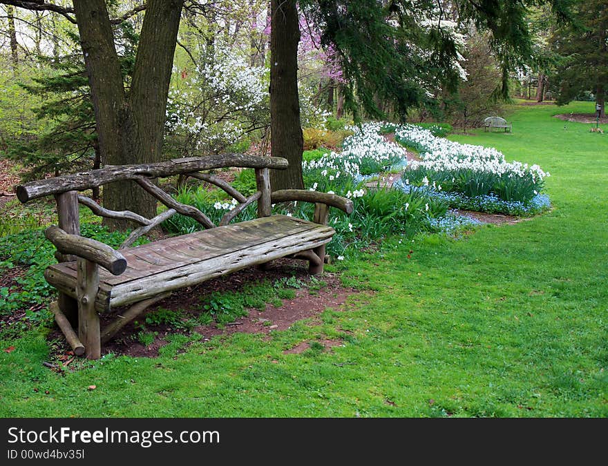 The daffodil blooming in spring